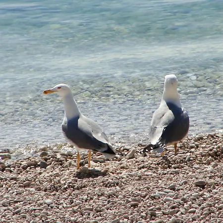 Fisherman * Drvenik (Split-Dalmatia)
